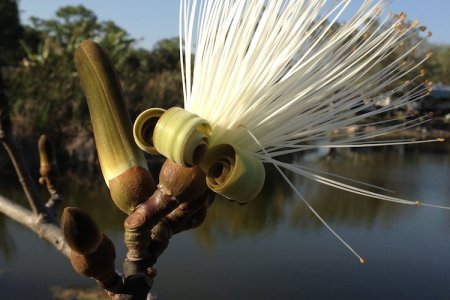 Bloem in een boom, Everglades campsite